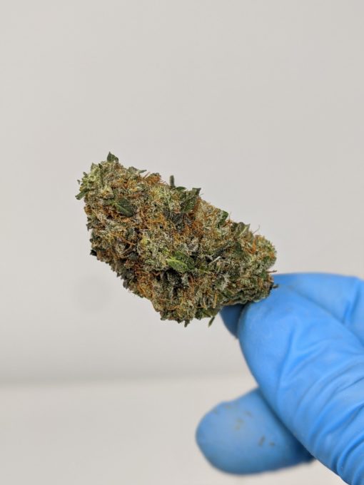 Buy Orange Crush (AAA-) Online at Top Shelf BC