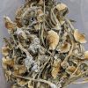 Buy Cuban Cubensis Magic Mushrooms Online at Top Shelf BC
