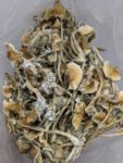Buy Cuban Cubensis Magic Mushrooms Online at Top Shelf BC