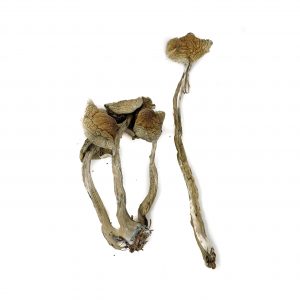 Buy Cuban Cubensis Magic Mushrooms Online at Top Shelf BC