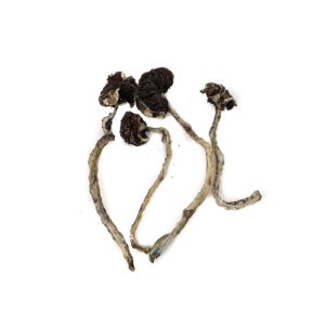Buy Cuban Cubensis Magic Mushrooms Online at Top Shelf BC