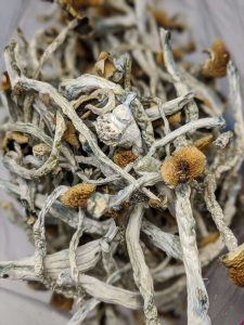 Buy Golden Teacher Mushrooms Online at Top Shelf BC