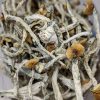 Buy Golden Teacher Mushrooms Online at Top Shelf BC