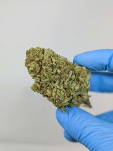 Buy Tropic Thunder (AAAA) Online at Top Shelf BC
