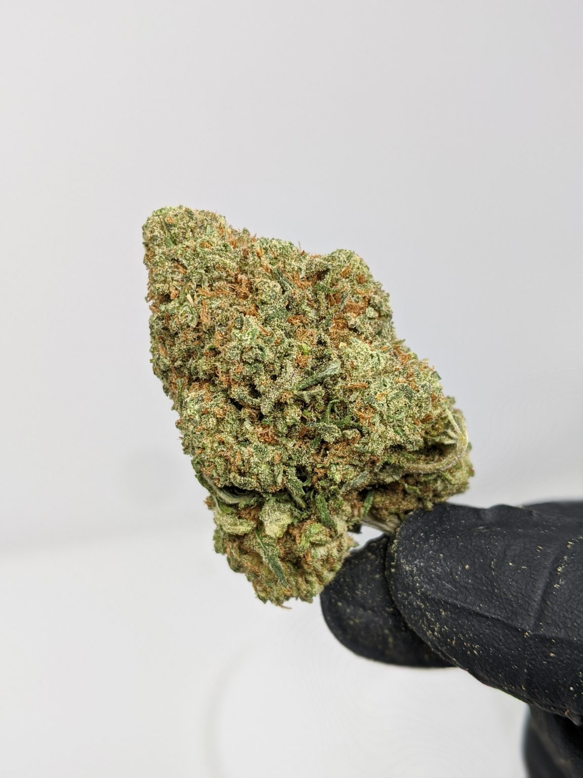 Buy Rockstar (AAA) Online at Top Shelf BC