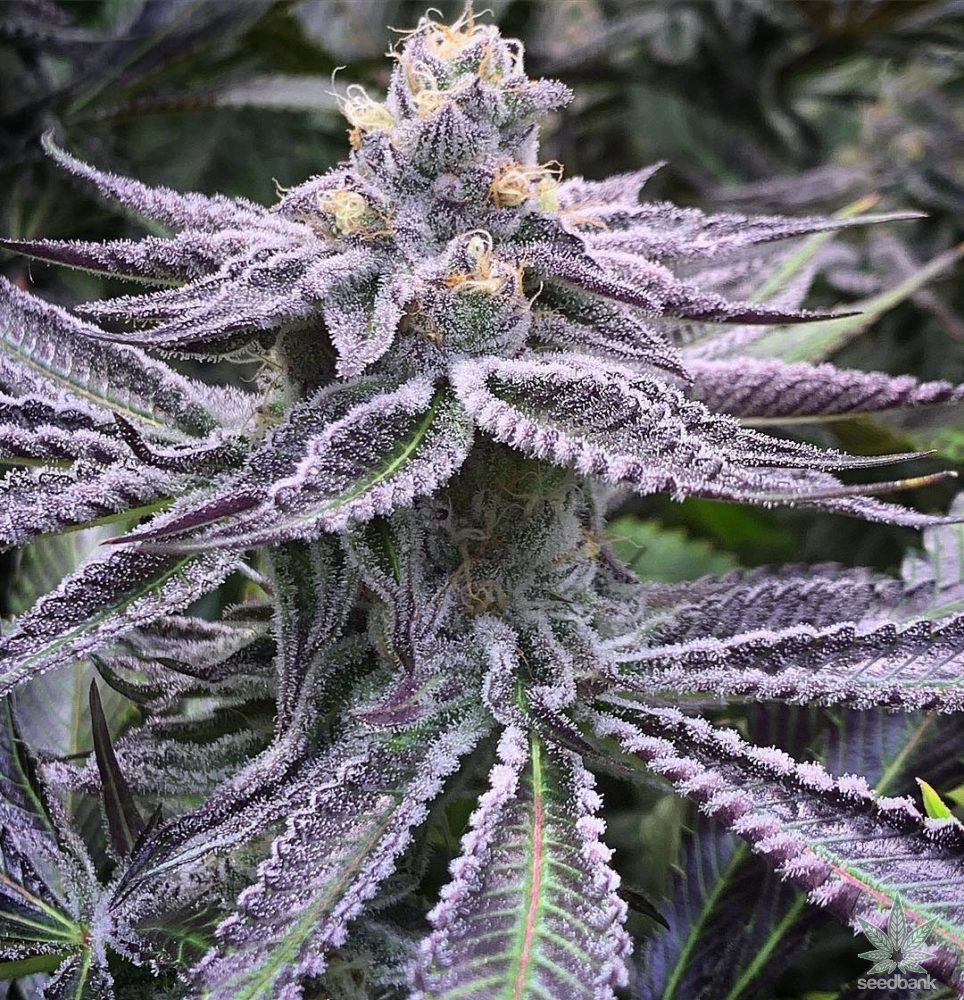 The Top 10 Strongest Indica Strains on Earth