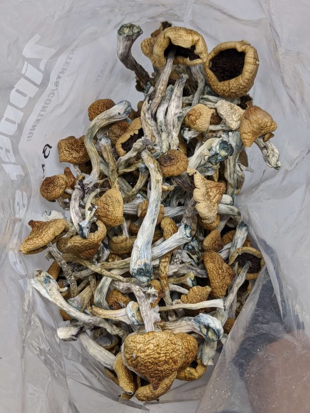 Buy Blue Meanies Magic Mushroom Online At Top Shelf BC