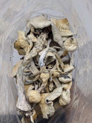 Buy Penis Envy Magic Mushroom Online at Top Shelf BC
