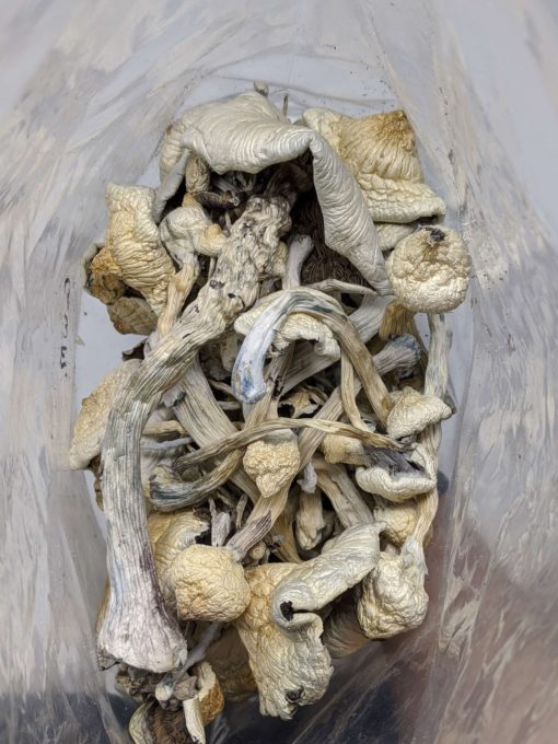 Buy Penis Envy Magic Mushroom Online at Top Shelf BC