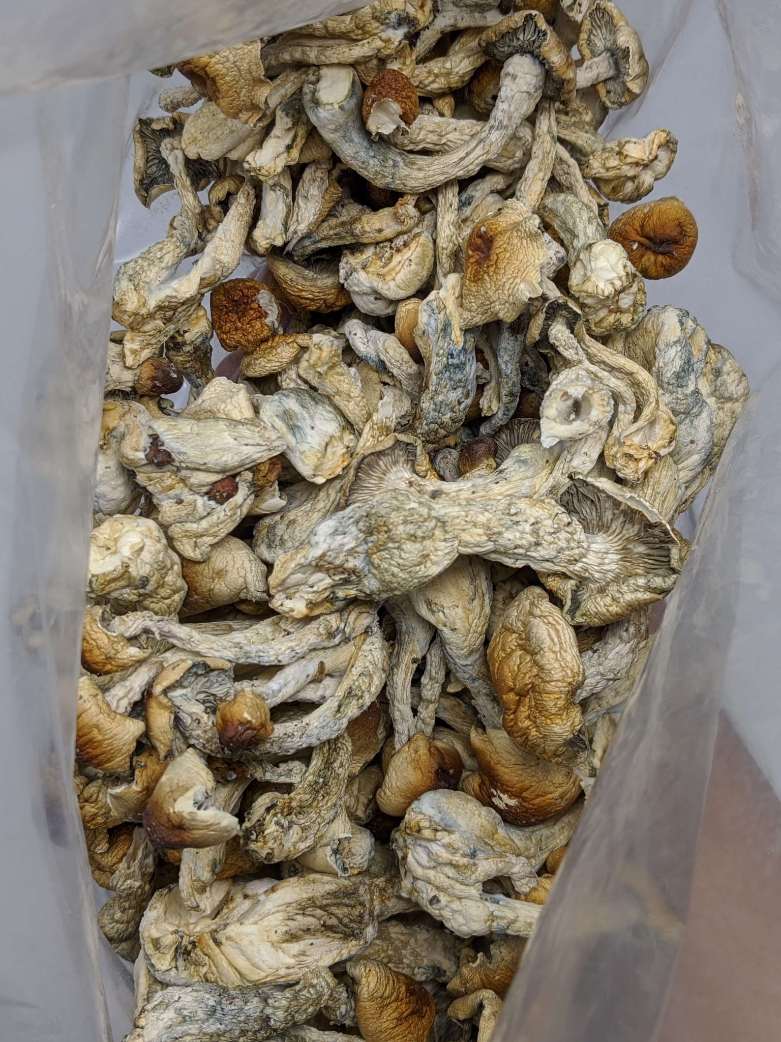 Hillbilly Cubensis Magic Mushroom - Top Shelf BC