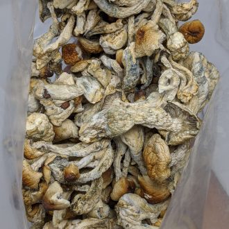 Buy Penis Envy Magic Mushroom Online at Top Shelf BC