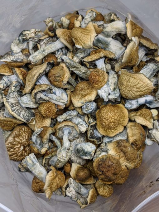 Buy Penis Envy Magic Mushroom Online at Top Shelf BC