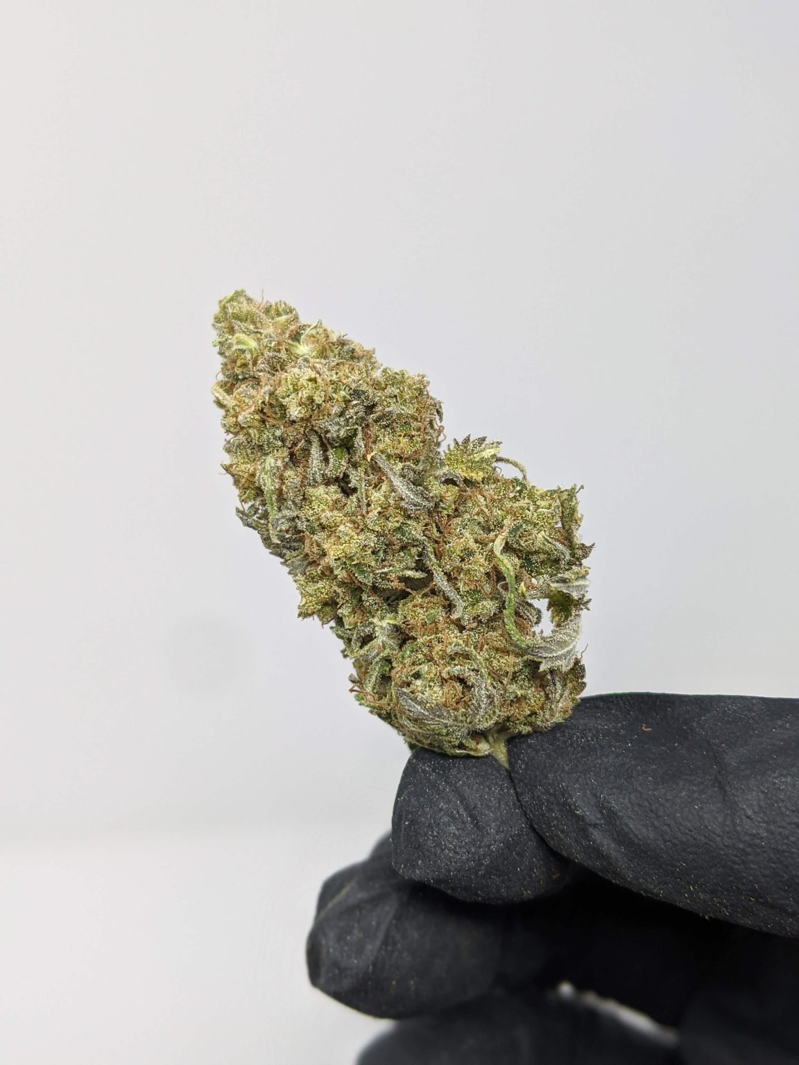 Buy Sunset Sherbet (AAA) Online at Top Shelf BC