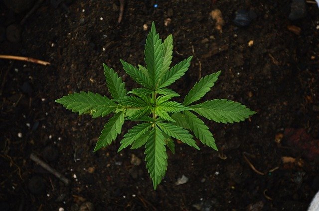 Experts found the origins of Marijuana