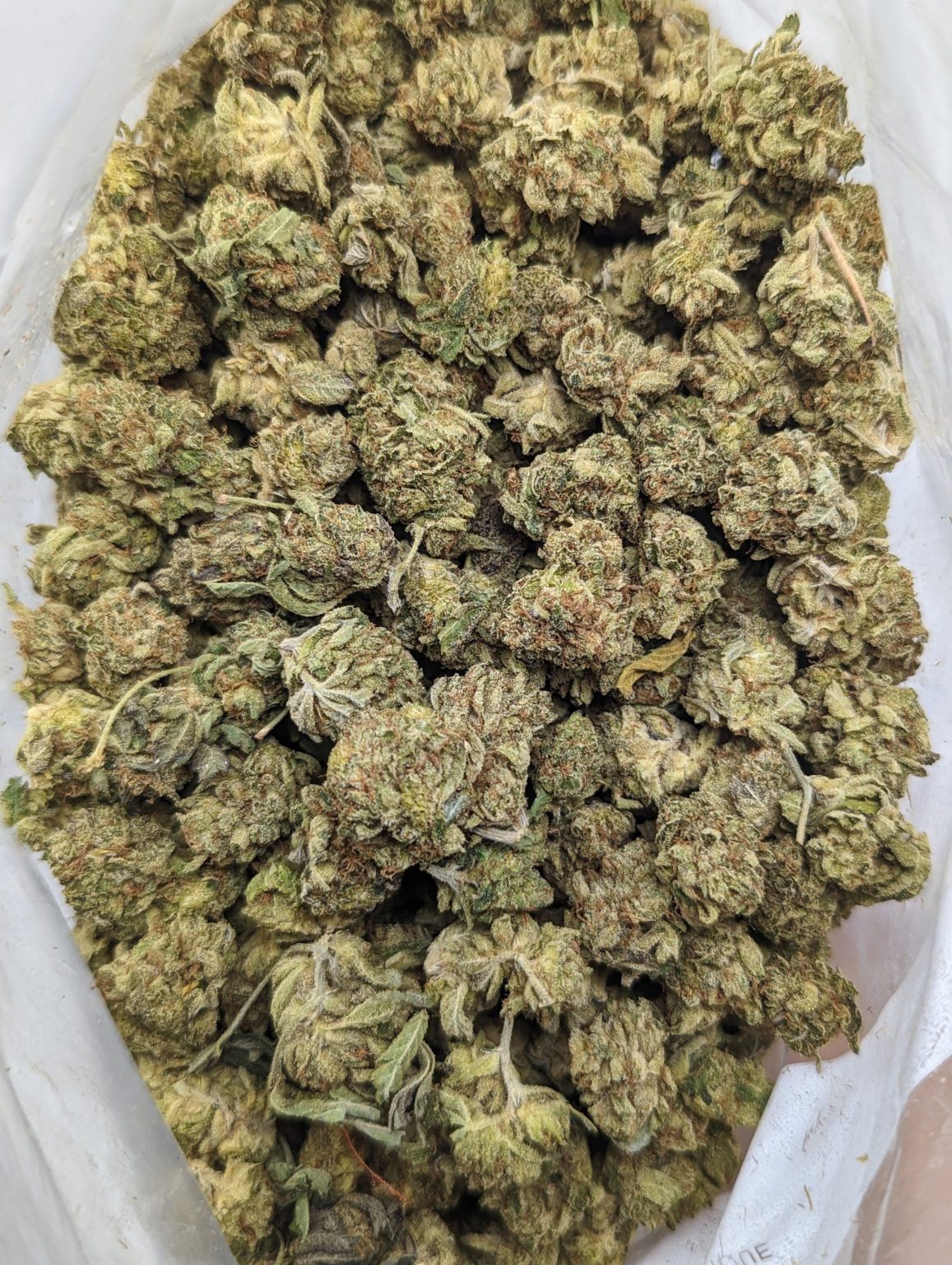 Buy Gelato *smalls* Online at Top Shelf BC