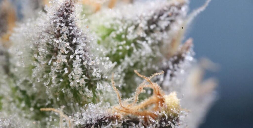 Trichomes and Hash