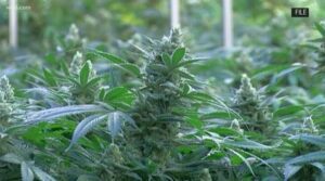 3 conspiracy theories about 420-cannabis movement