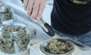 Everything You Need to Know to Buy Weed Online in Canada