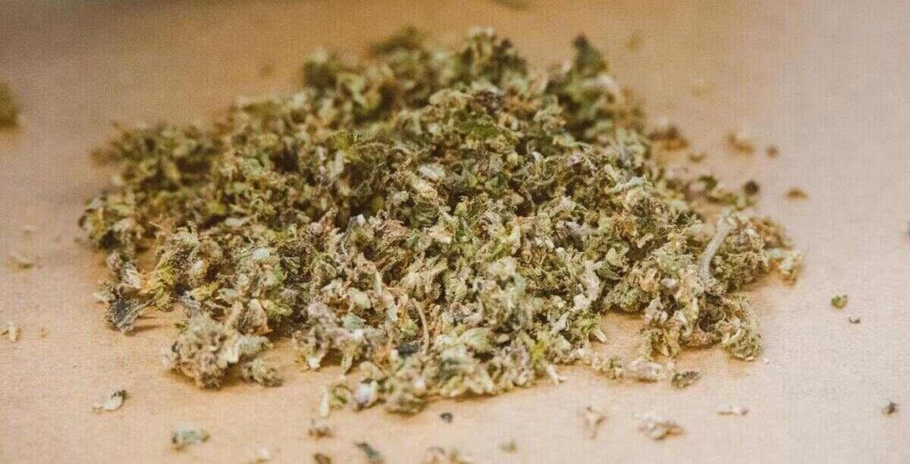 Tip 5 For Checking The Quality Of Cannabis: Check For Dryness 