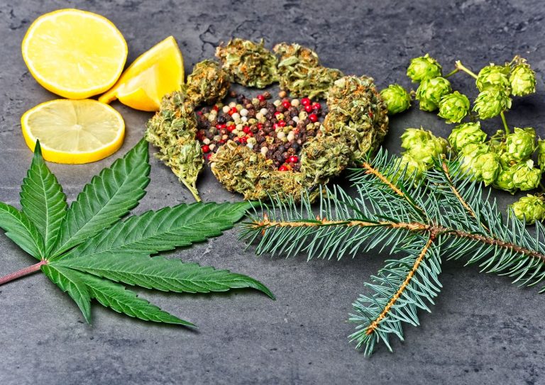 Cannabis Terpenes 1