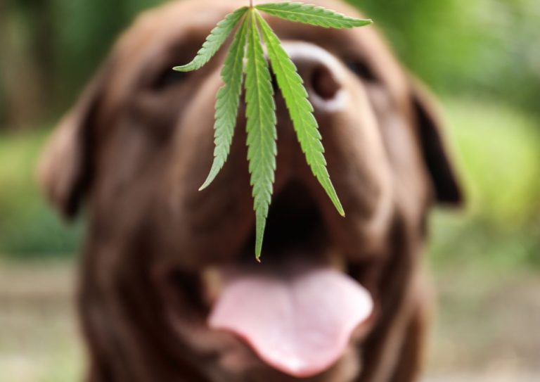 Marijuana Poisoning in Dogs 1