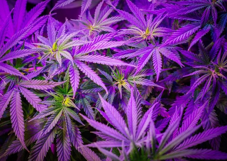 Purple or Orange Cannabis Flower 1