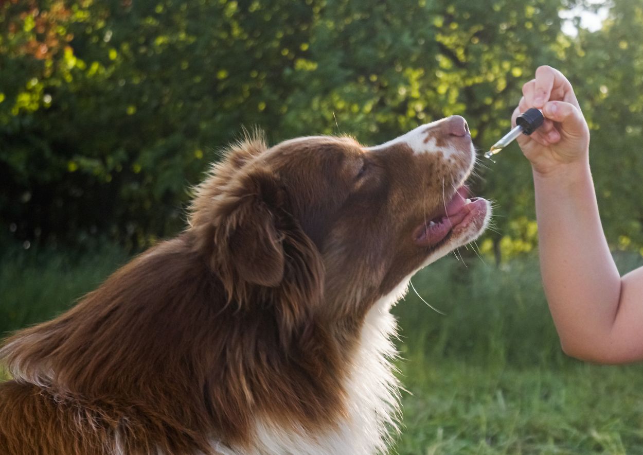 The Importance of Choosing Pet-Specific CBD Oils