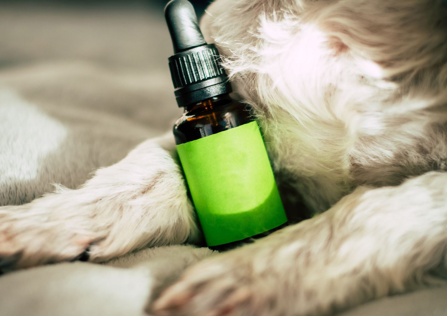 How CBD Relieves Pain and Inflammation in Dogs