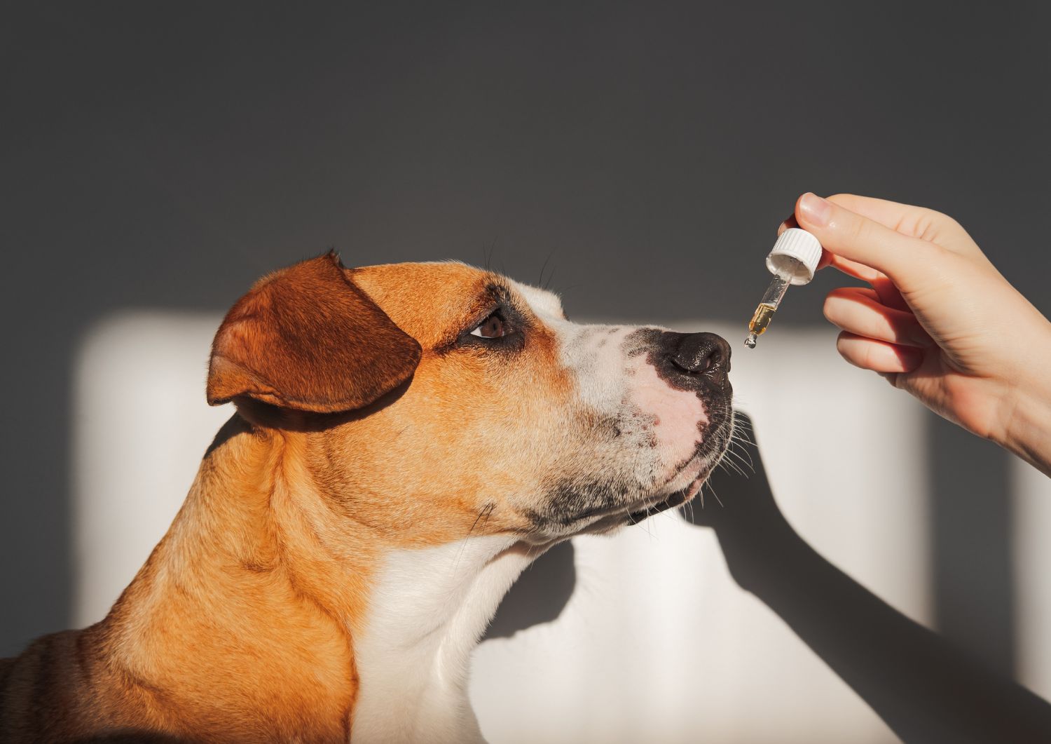 How CBD Interacts with the Dog's Endocannabinoid System