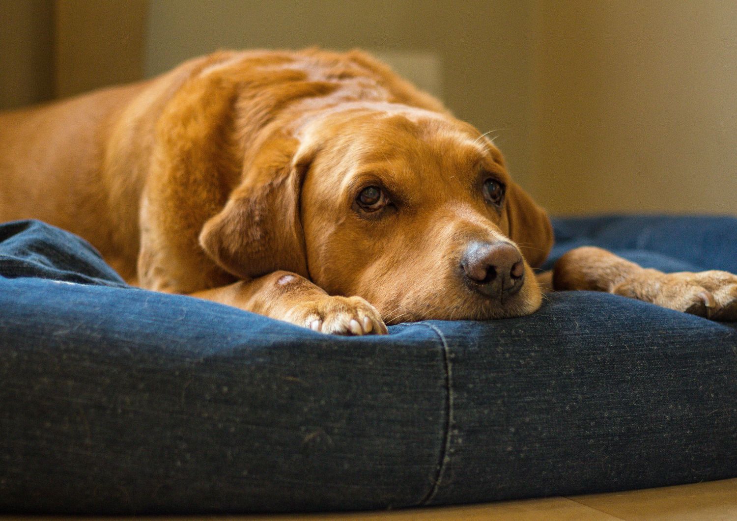 How Arthritis Affects Older Dogs