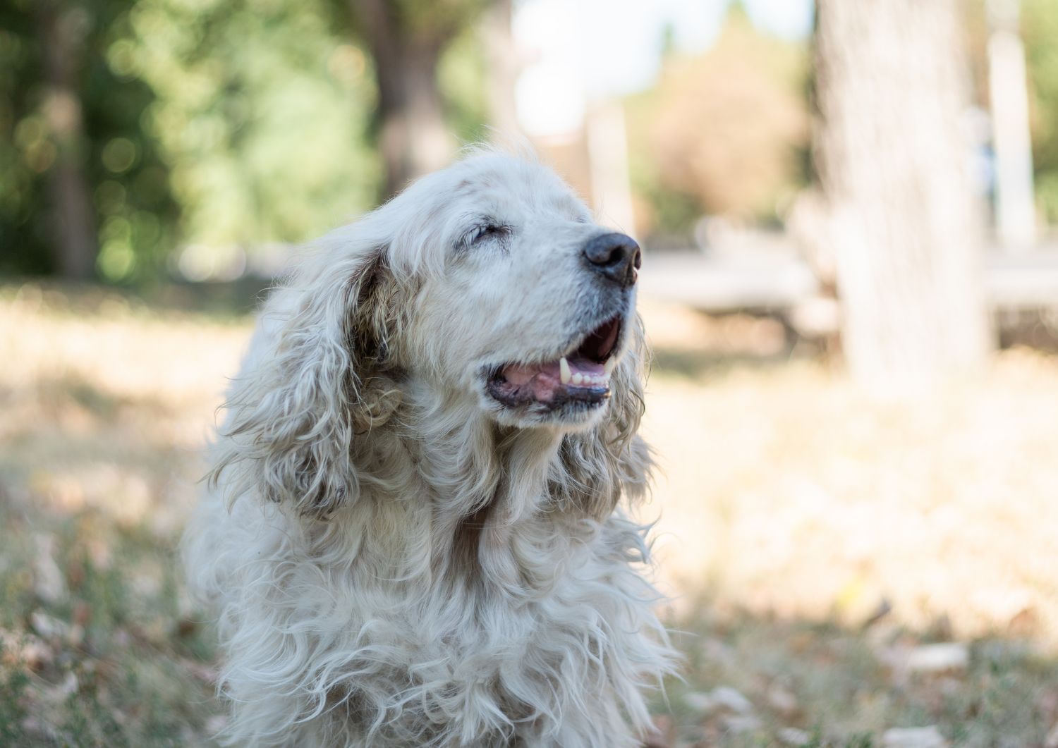 Older Dogs with Arthritis