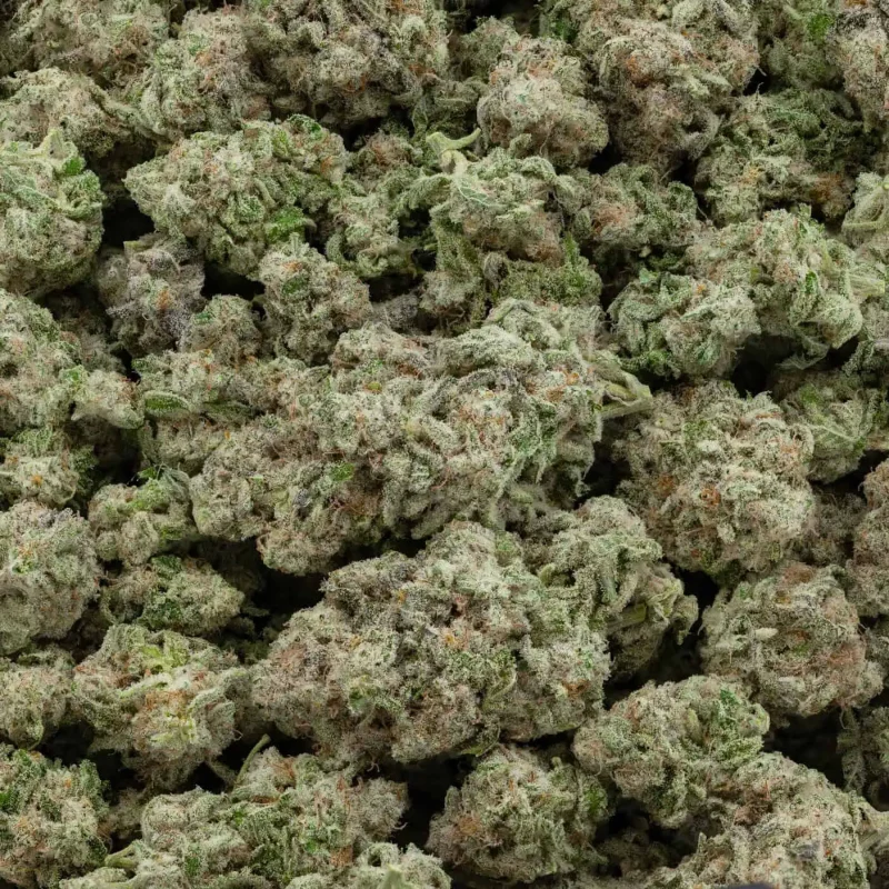 Gelato