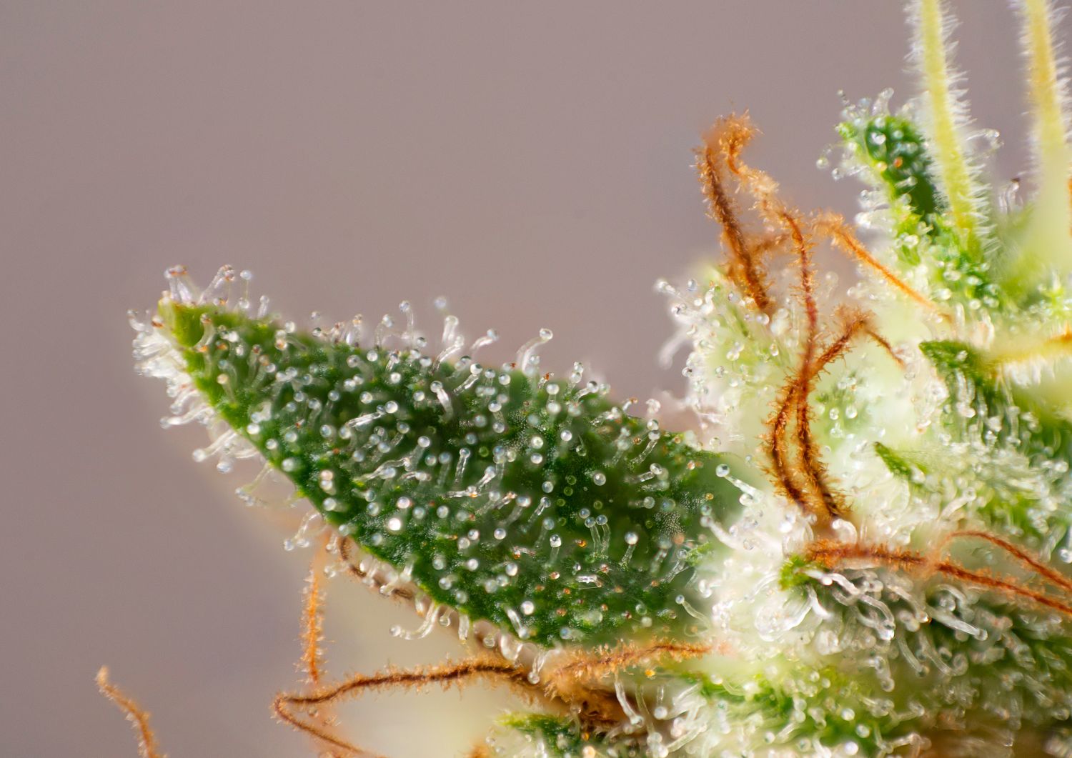 The Best Terpenes in BC Strains