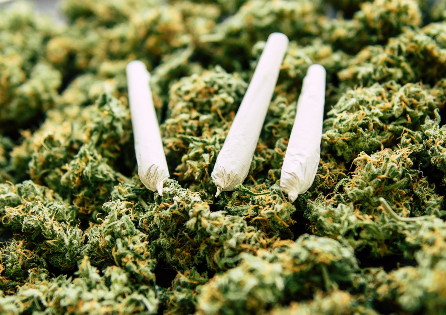 The Pros and Cons of Cheap Pre-Rolls vs. Rolling Your Own