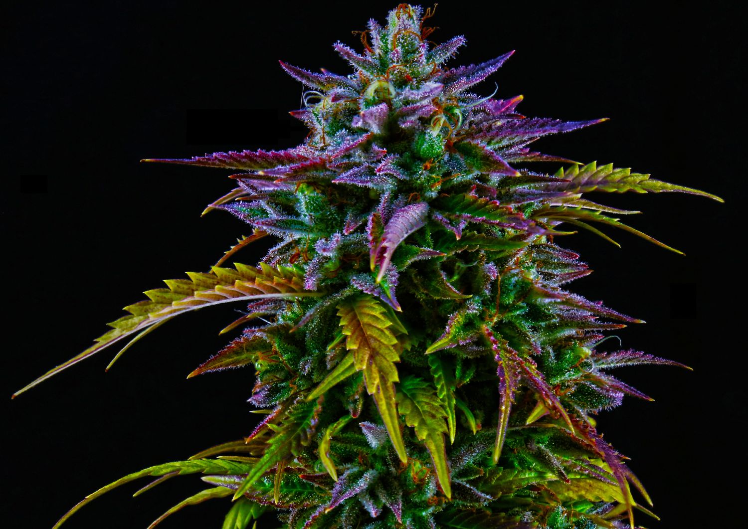 What Is THC and Why It Matters