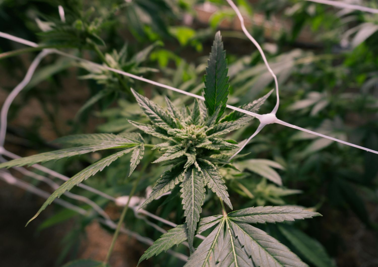 Genetics Matter: Choosing the Right Strain