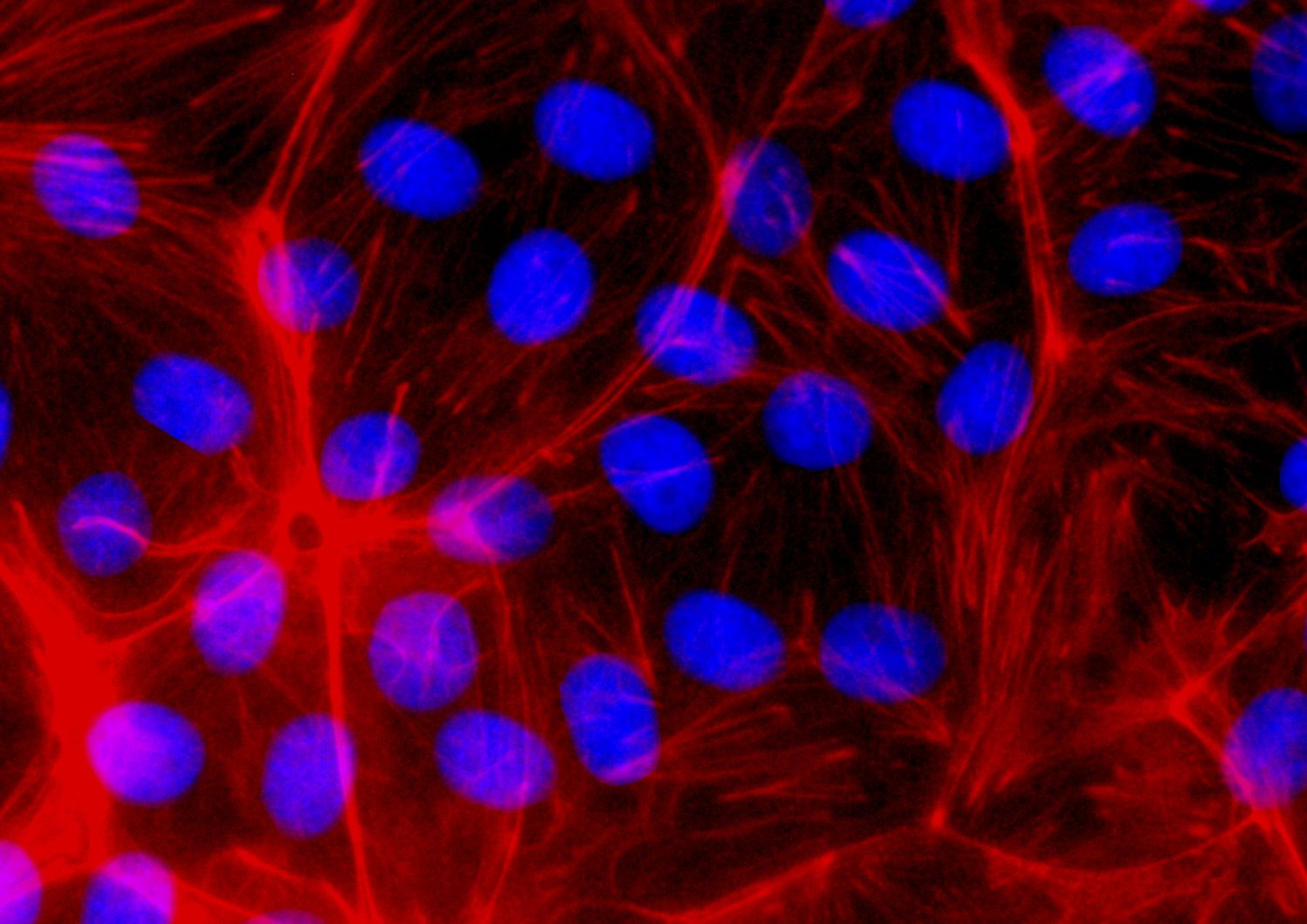 CRISPR for Medical Cannabis Innovation