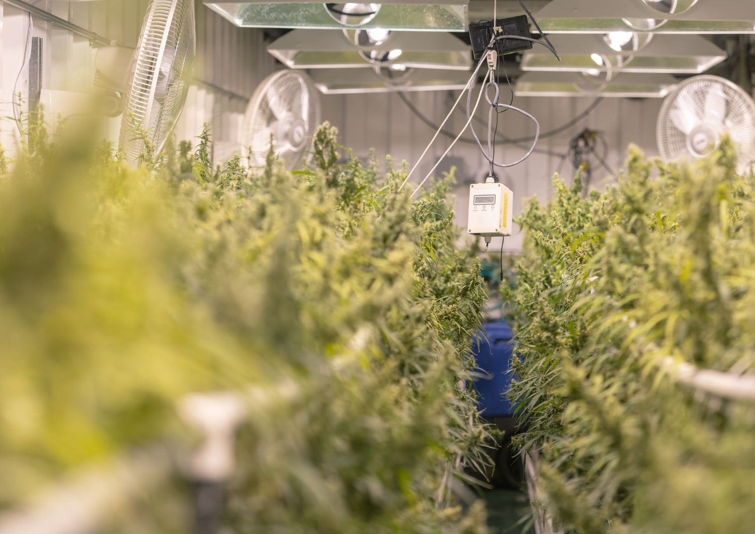 Pest and Disease Control in Cannabis Cultivation