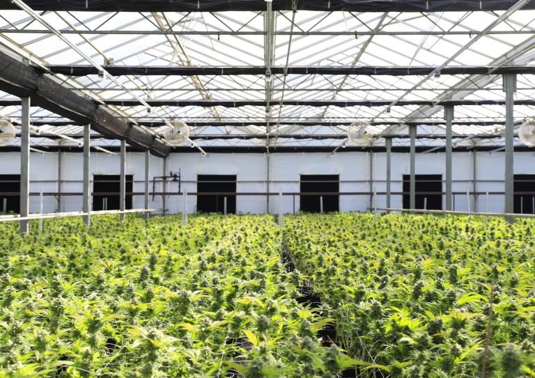 Cannabis Potency and Quality-How Different Growing Methods Affect Strength