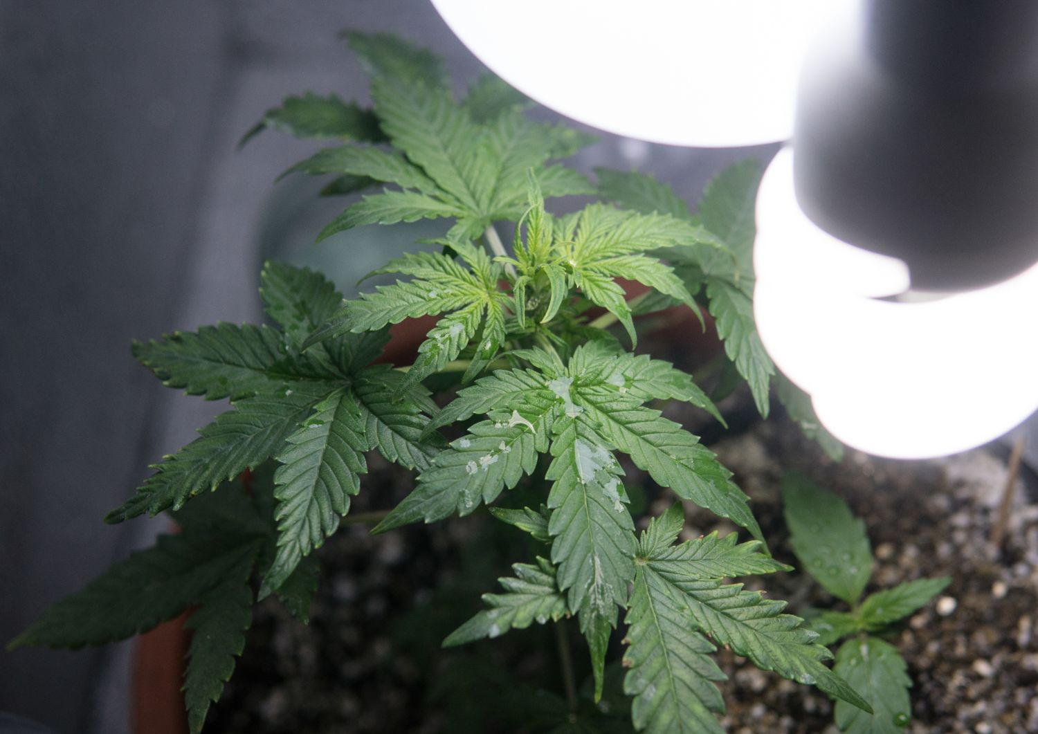 Indoor Growing: Precision for Premium Potency