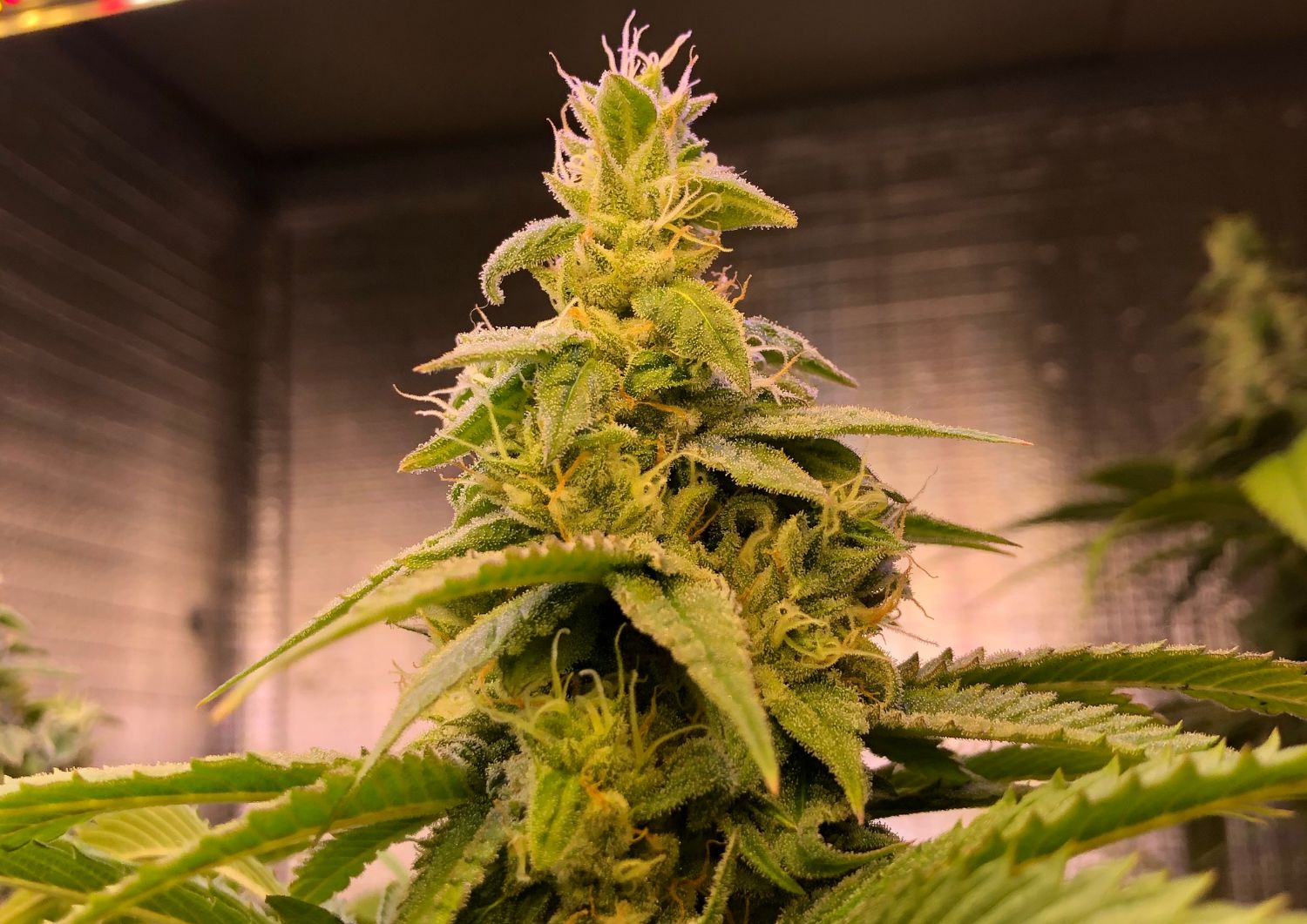 What Makes Cannabis Potency and Quality So Important?