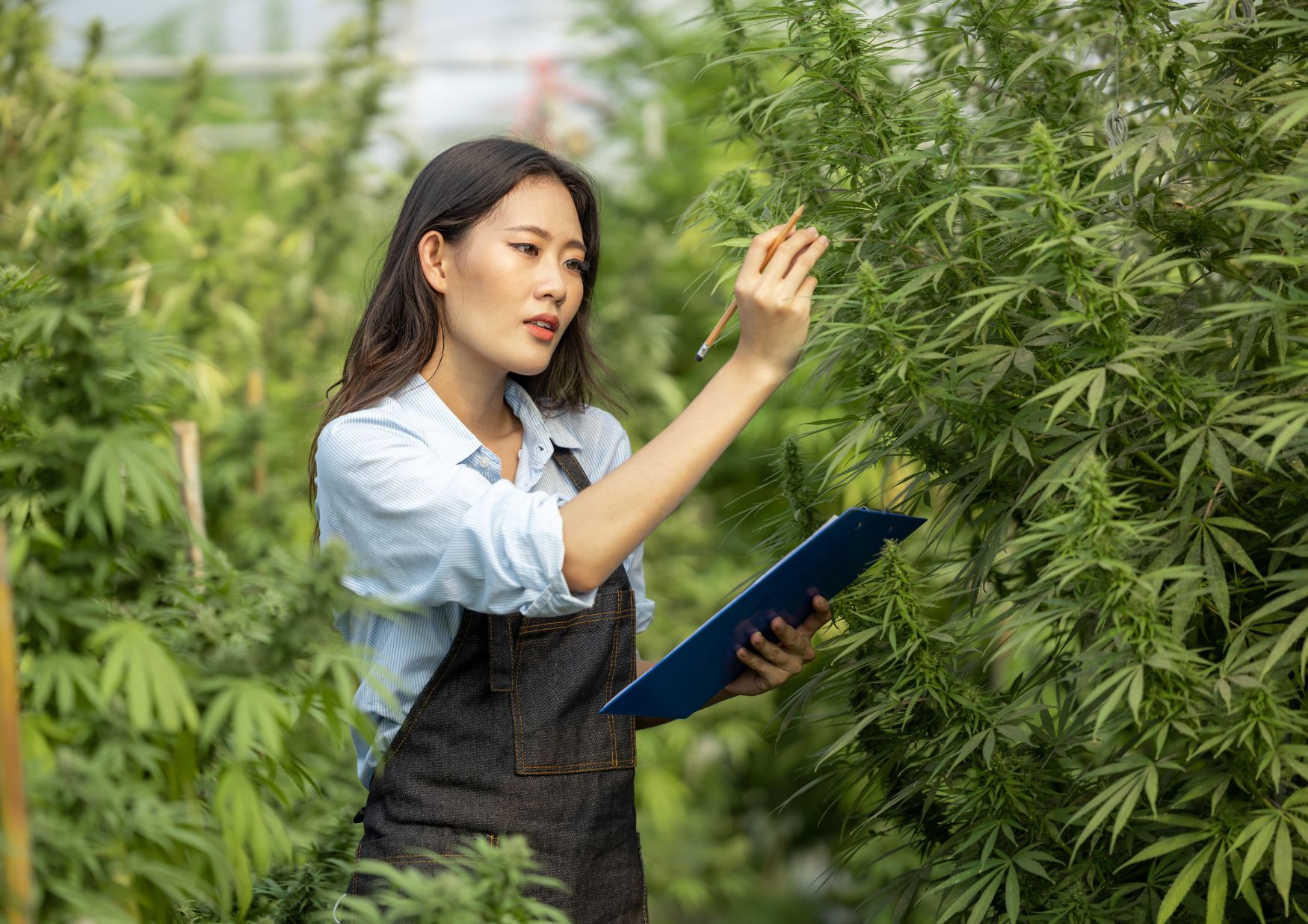 BC's Cannabis Activism: Paving the Way for Legalization