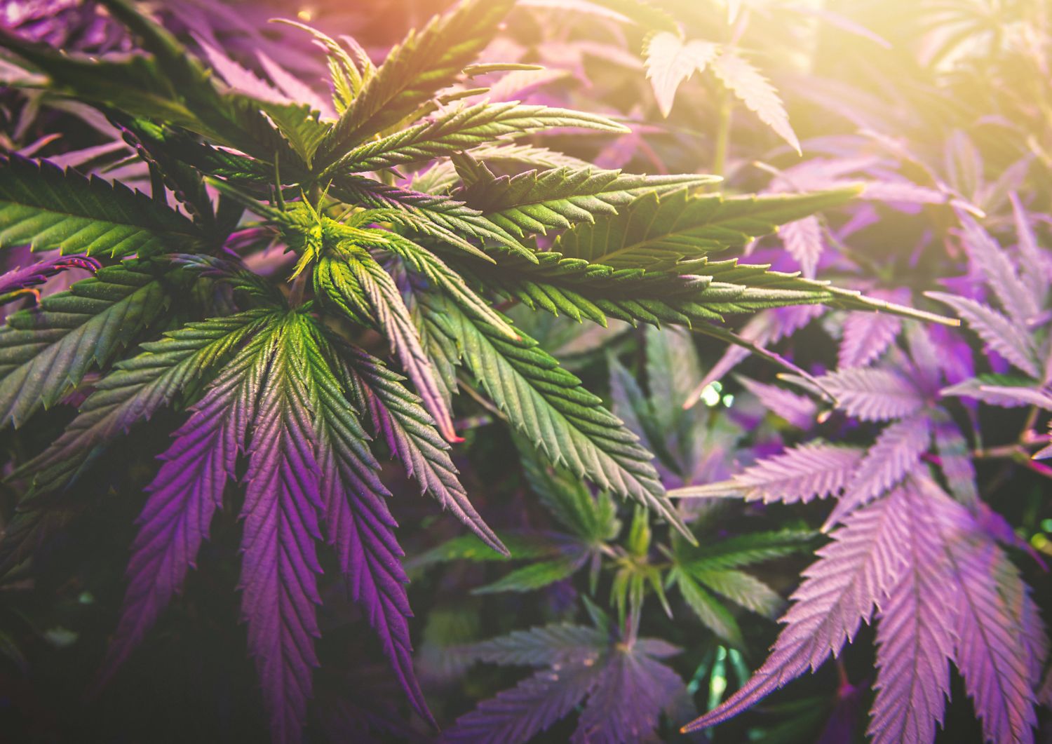 Understanding the Cannabis Entourage Effect: How Cannabinoids Work Together