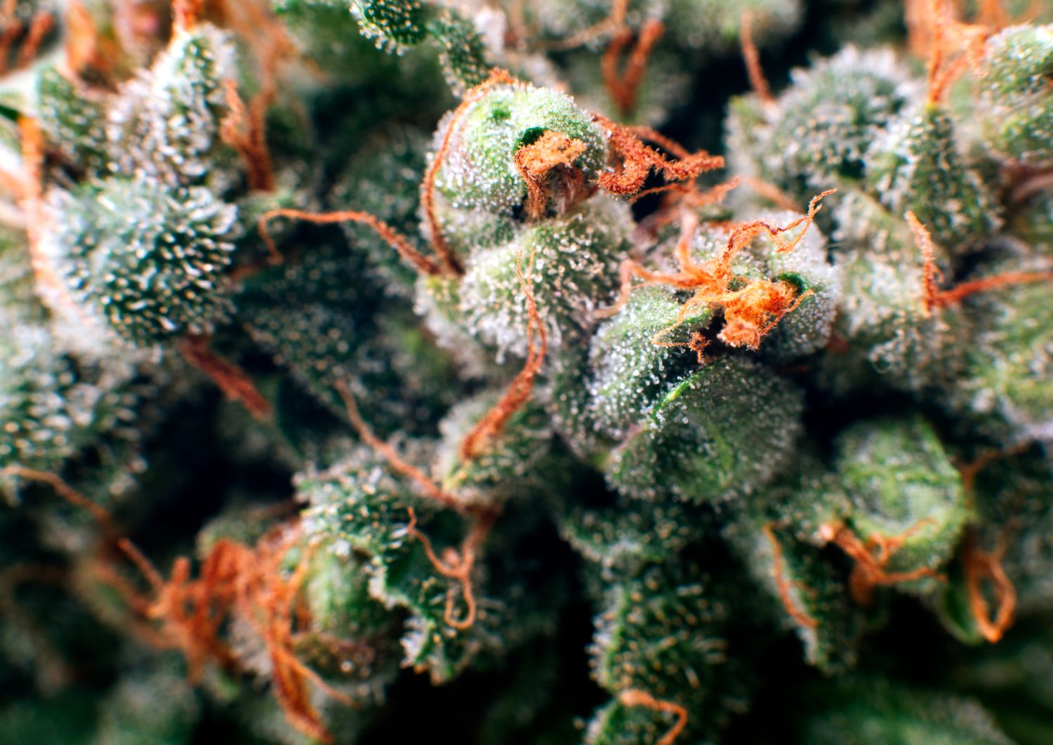 Terpenes: The Unsung Heroes of the Entourage Effect