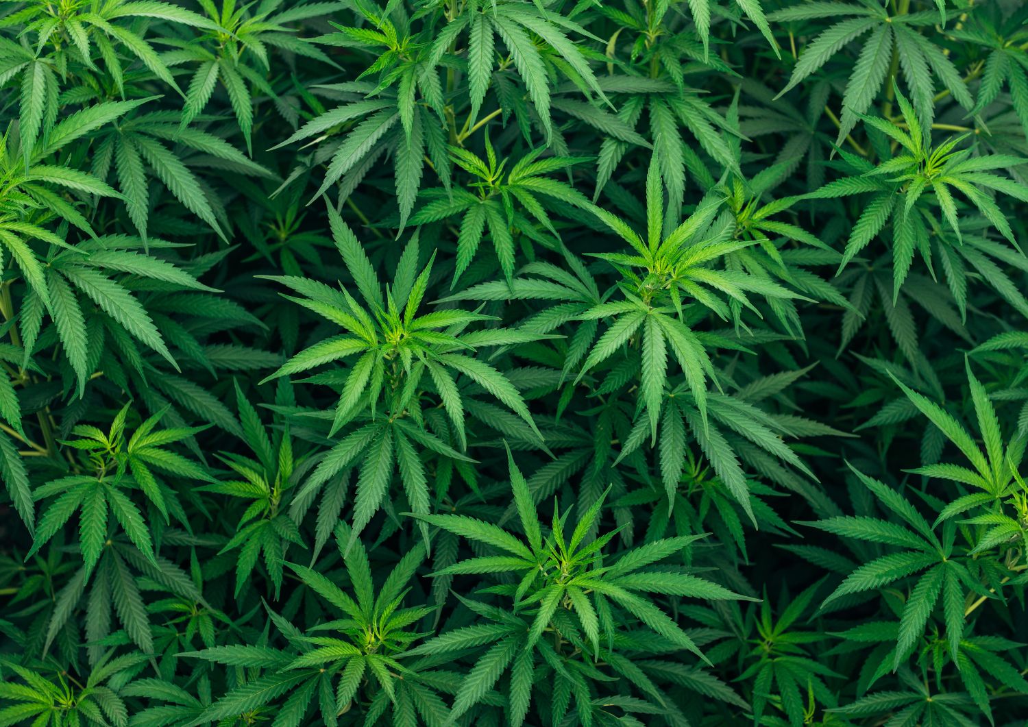 Building a Community Around Cannabis Tasting
