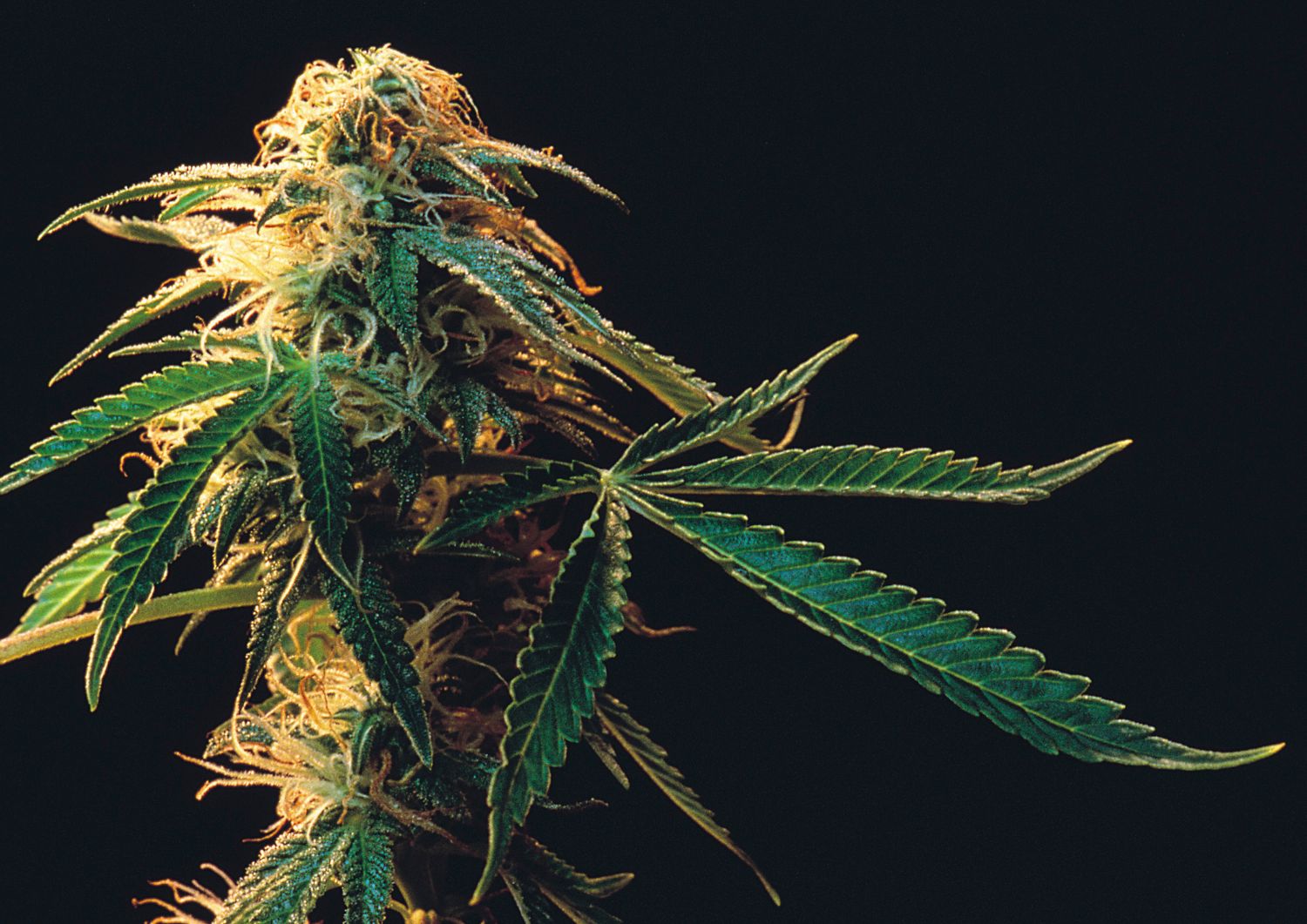 Choosing the Right Strains for Your Cannabis Tasting Night