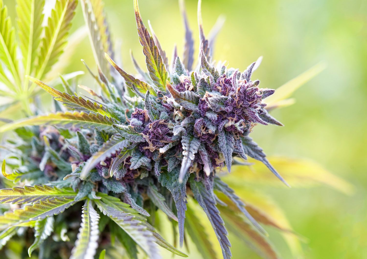 Terpene Trends Defining Exotic Strains