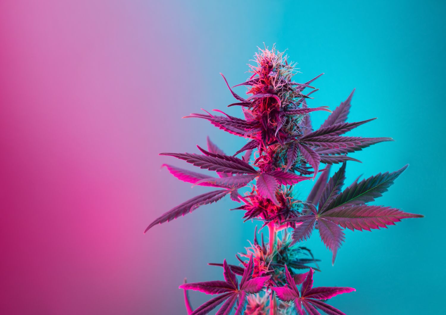 Exotic Strains and the Wellness Movement