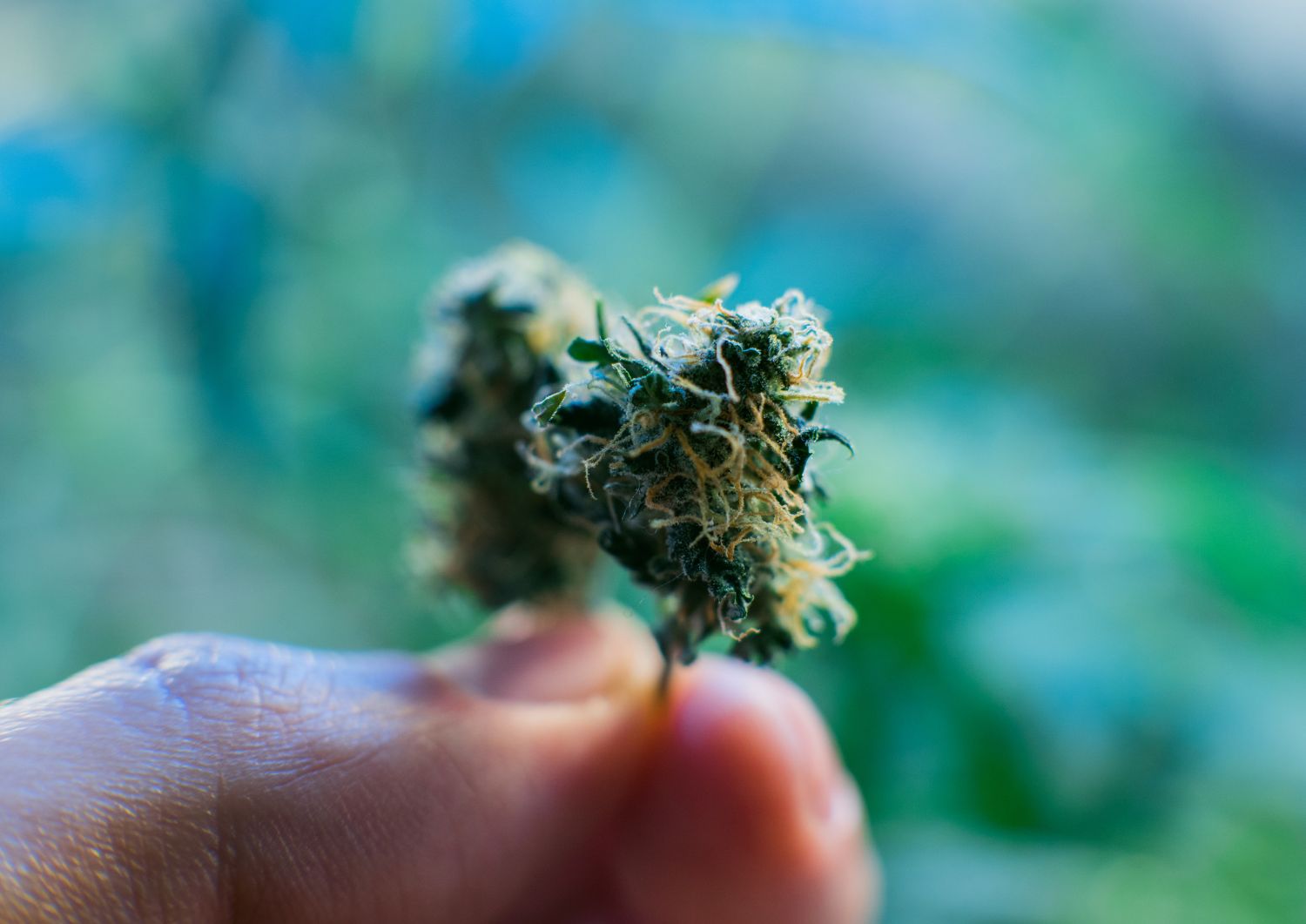 The Rise of Exotic Cannabis Strains in 2025