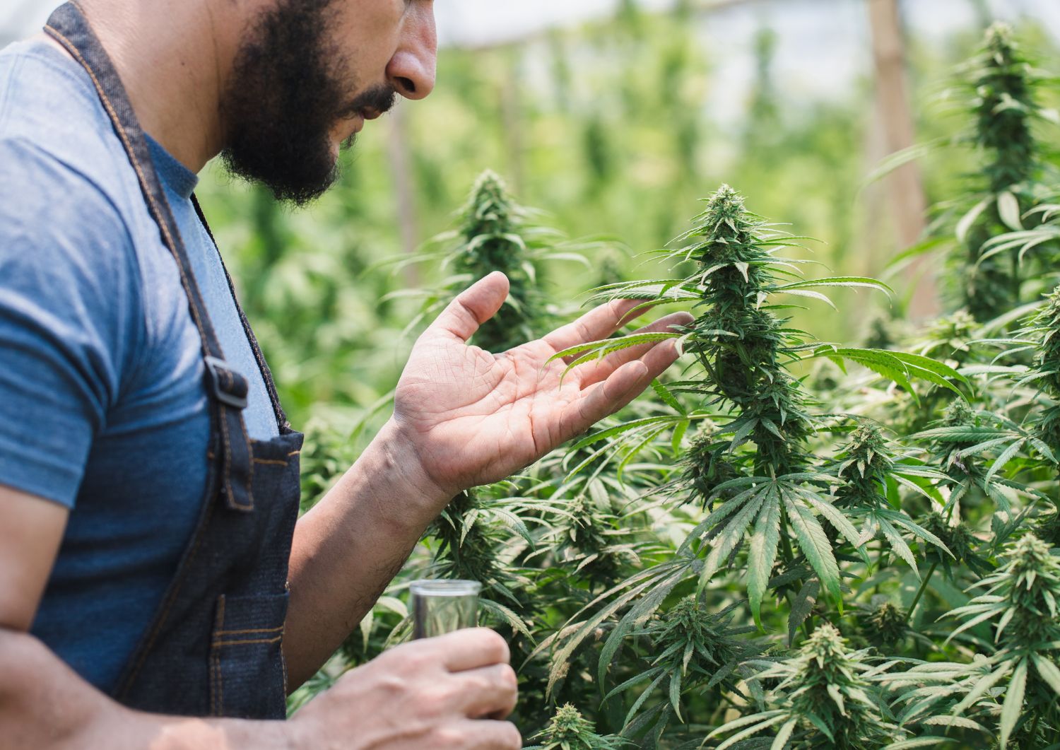 Why Cannabis and Allergies Are a Springtime Struggle